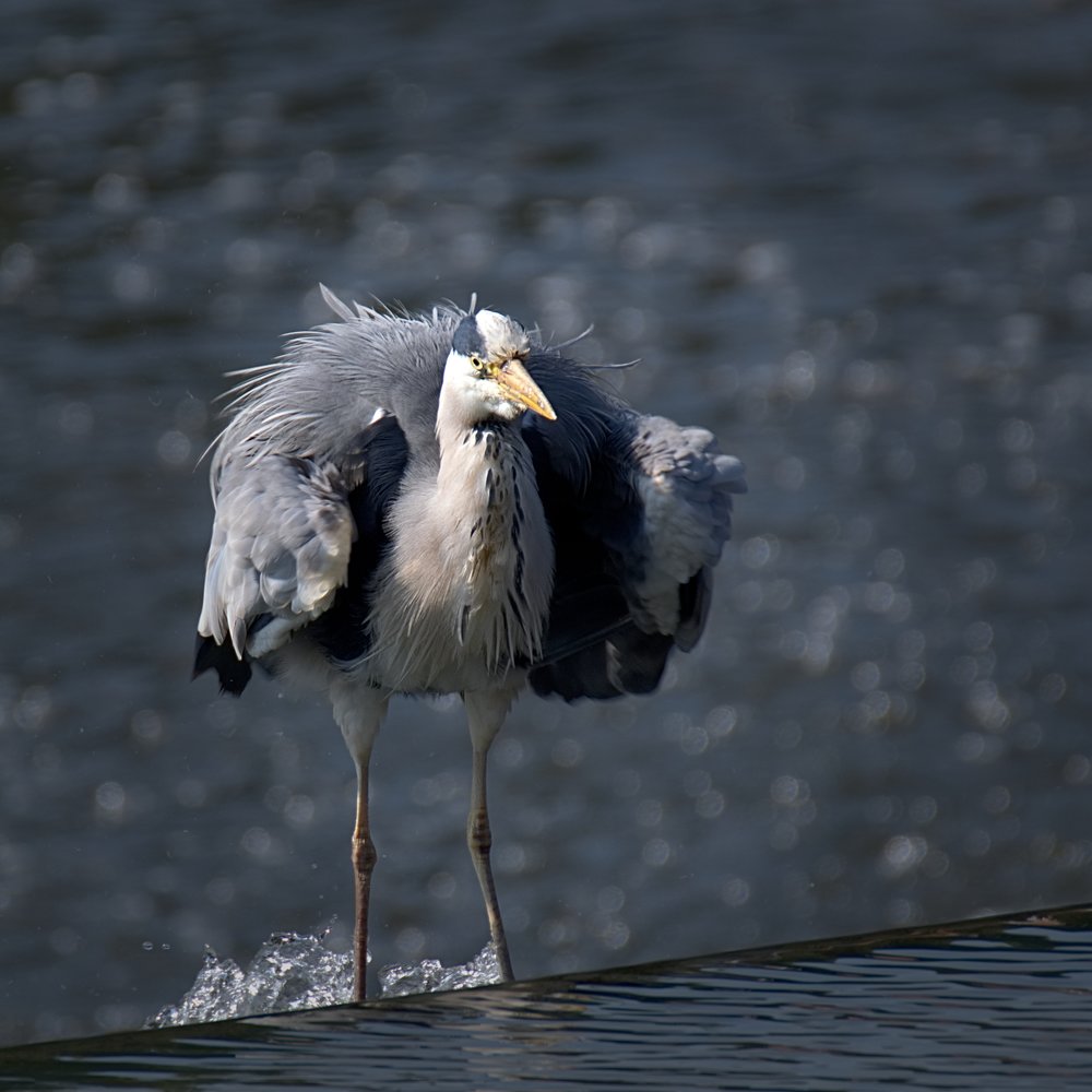 Bedraggled Heron, X-T2, 100-400mm f/4.5-5.6